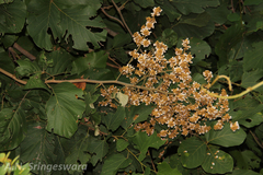 Spatholobus purpureus